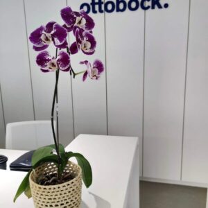serviço de paisagismo - decoração de ambientes internos no recife