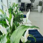 serviço de paisagismo - decoração de ambientes internos no recife