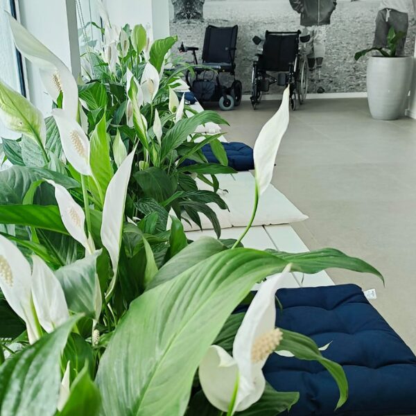 serviço de paisagismo - decoração de ambientes internos no recife